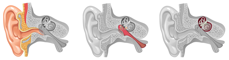 ear-anatomy